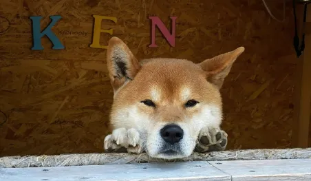 Falleció 'Ken-kun', el adorable Shiba Inu que atendía un local en Japón