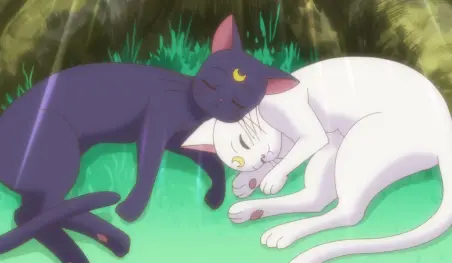 Psicólogo explica que los japoneses aman a los gatos porque son tsundere