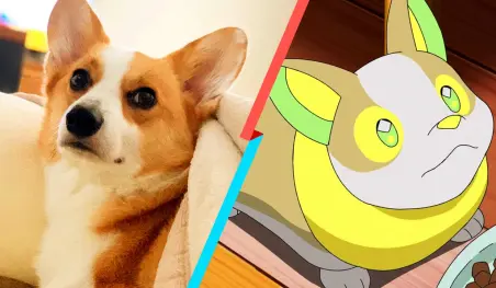 Pokémon: Un corgi se enamora de un peluche de Yamper