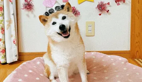 Kabosu, la perra que inspiró el meme 'Doge', celebró su décimo sexto cumpleaños