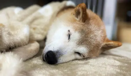 Kabosu, la perra que inspiró 'Doge', está enferma de gravedad