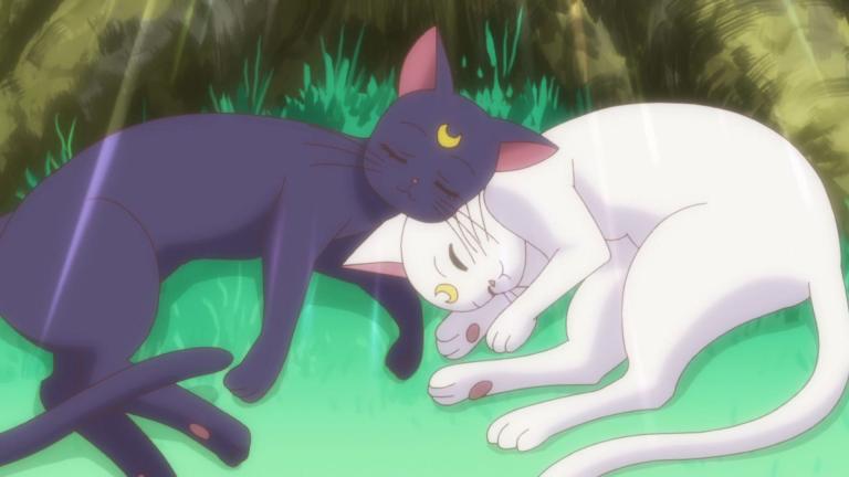 Psicólogo explica que los japoneses aman a los gatos porque son tsundere
