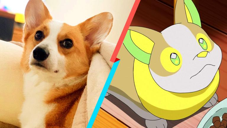 Pokémon: Un corgi se enamora de un peluche de Yamper