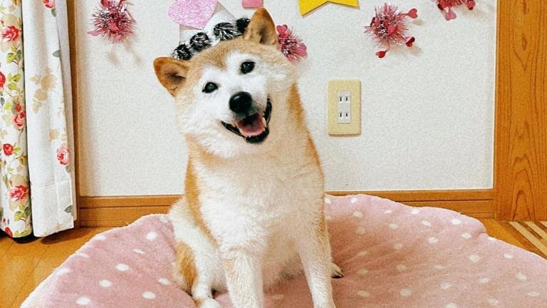 Kabosu, la perra que inspiró el meme 'Doge', celebró su décimo sexto cumpleaños