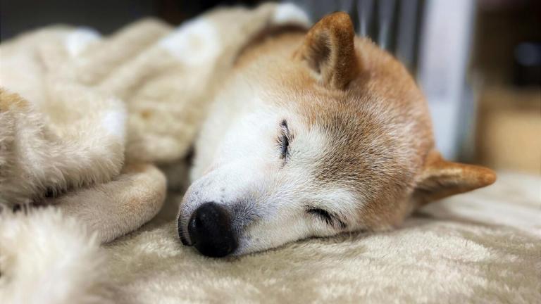 Kabosu, la perra que inspiró 'Doge', está enferma de gravedad
